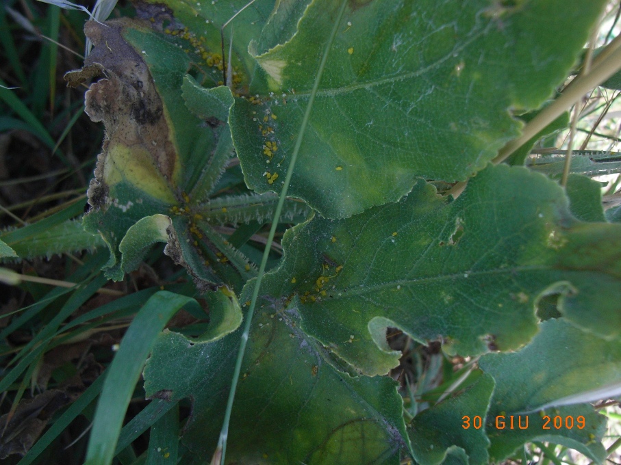 Opopanax chironium / Opopanide comune